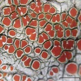 Haematomma persoonii image