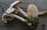 Clitocybe phaeophthalma image