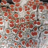 Haematomma persoonii image