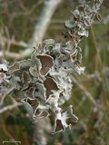 Parmotrema subrigidum image