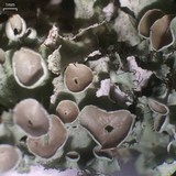Parmotrema subrigidum image