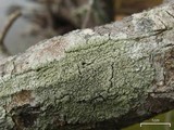 Pyxine sorediata image