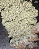 Pyxine sorediata image