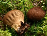 Lycoperdon umbrinum image