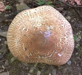 Echinoderma asperum image