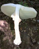 Echinoderma asperum image