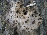 Lasallia hispanica image