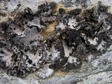 Lasallia pustulata image