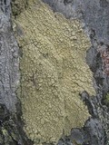 Pertusaria flavicans image