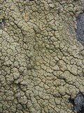 Pertusaria flavicans image