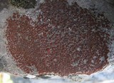 Caloplaca crenularia image