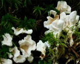 Sistotrema confluens image