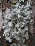 Hypogymnia tubulosa image