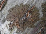 Melanohalea exasperata image