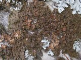 Melanohalea exasperata image