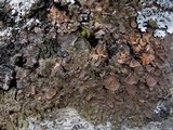 Melanohalea exasperata image