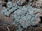 Leprocaulon microscopicum image