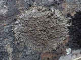 Xanthoparmelia pulla image