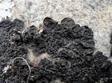 Collema nigrescens image