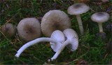 Hygrophorus pustulatus image