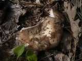 Russula densifolia image