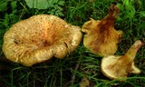 Paxillus filamentosus image