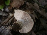 Russula densifolia image