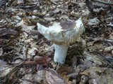 Russula heterophylla image