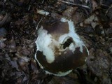 Russula heterophylla image