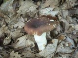 Russula heterophylla image