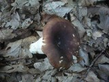 Russula heterophylla image
