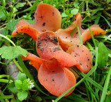 Guepinia helvelloides image