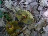Xerocomus porosporus image
