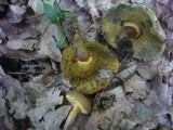 Xerocomus porosporus image