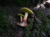 Boletus cisalpinus image