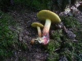Boletus cisalpinus image