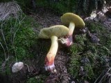 Boletus cisalpinus image