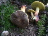 Boletus cisalpinus image