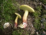Boletus cisalpinus image