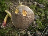 Boletus cisalpinus image