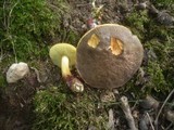 Boletus cisalpinus image