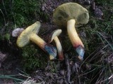 Boletus cisalpinus image