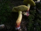 Boletus cisalpinus image