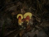 Boletus rubellus image
