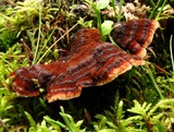 Ischnoderma benzoinum image