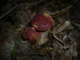Boletus rubellus image