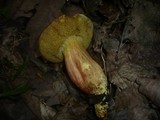 Boletus rubellus image