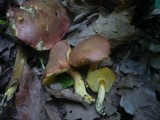 Boletus rubellus image