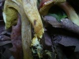 Boletus rubellus image