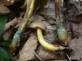 Boletus rubellus image